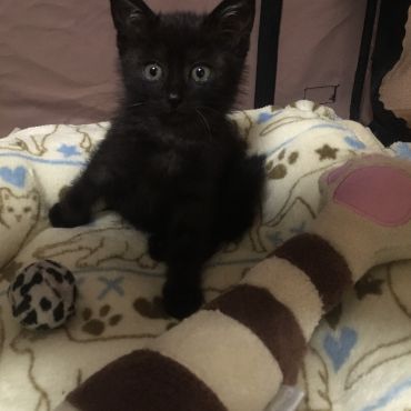 黒猫チョコちゃん
