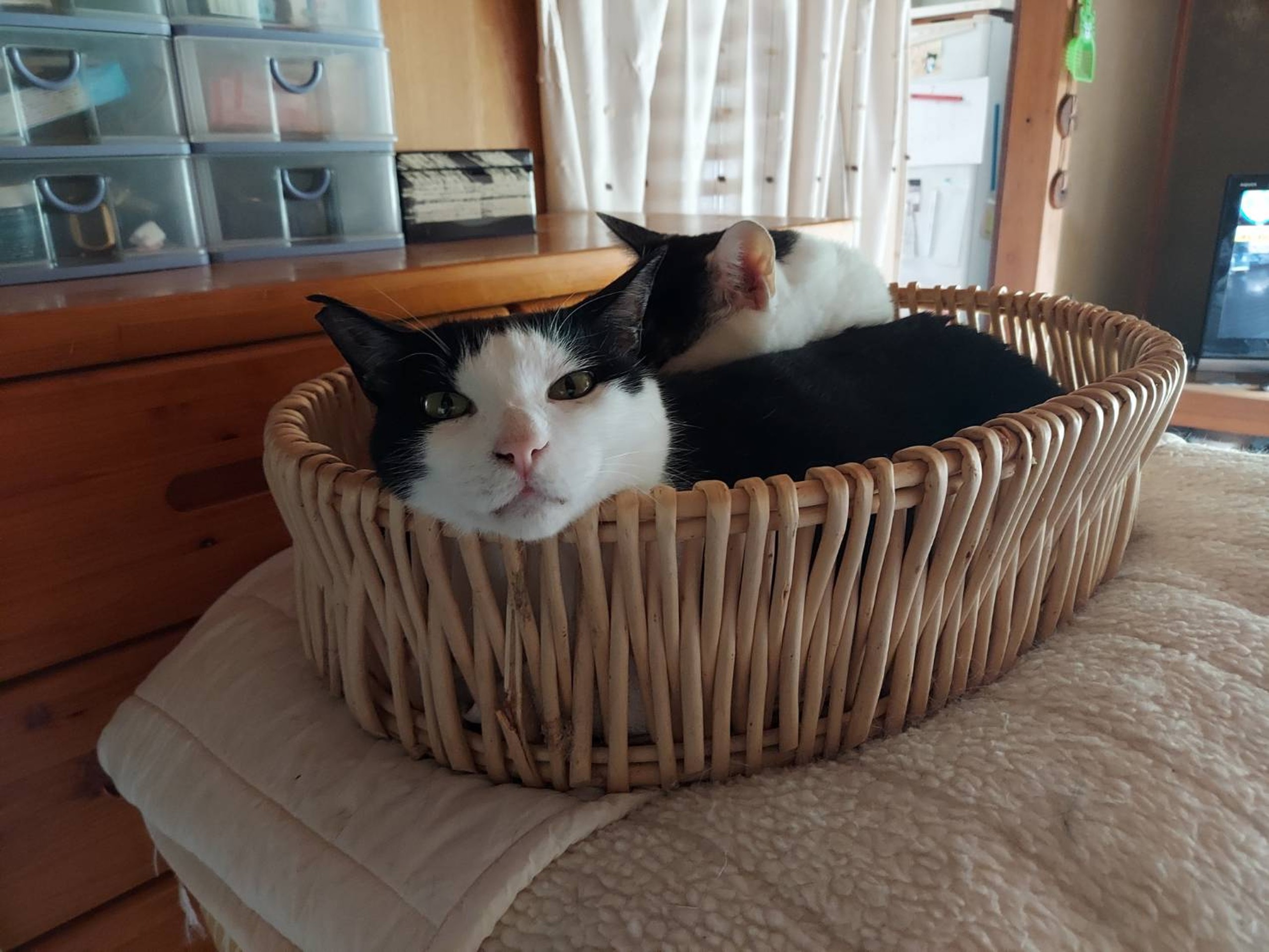 僕はスミス、牛舎の生まれだ。