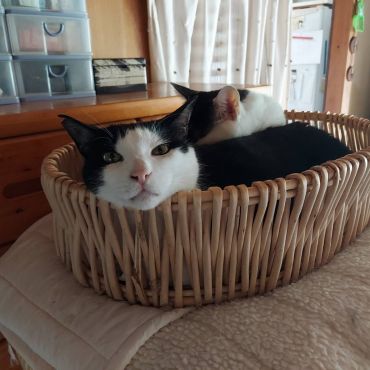 僕はスミス、牛舎の生まれだ。