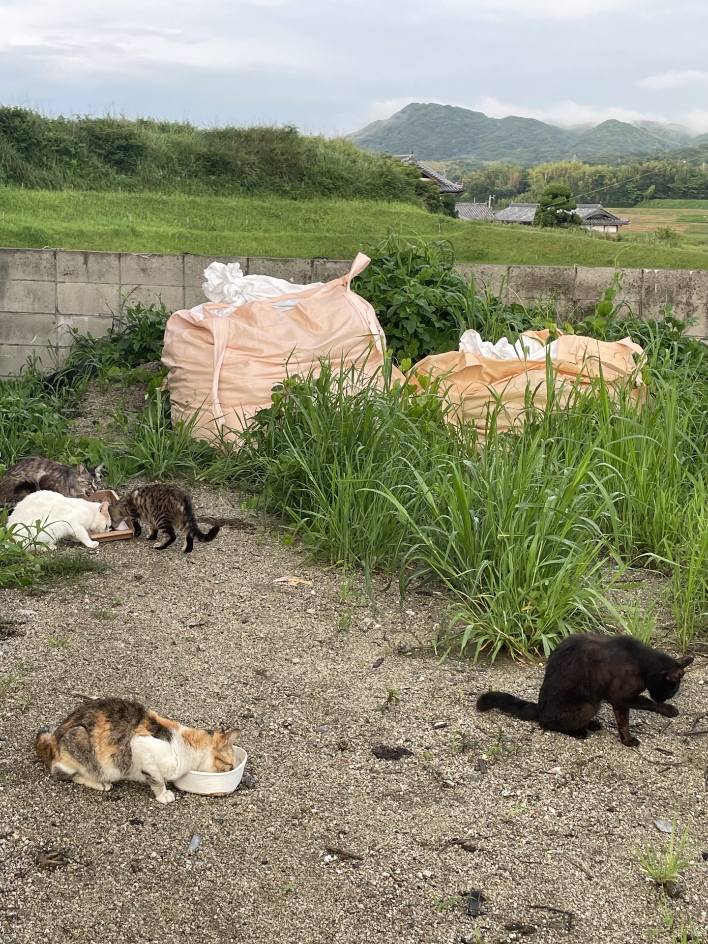 ごはんの時間
