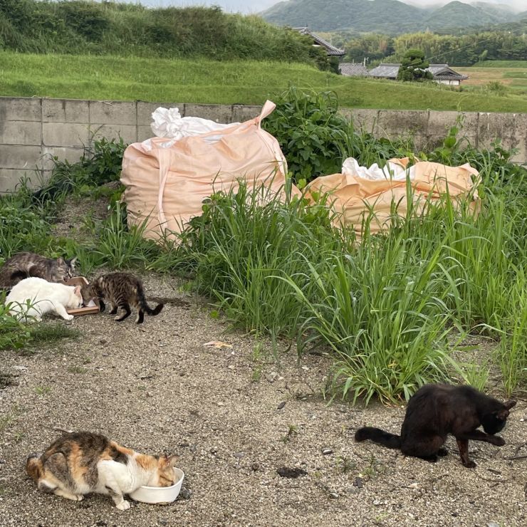 ごはんの時間