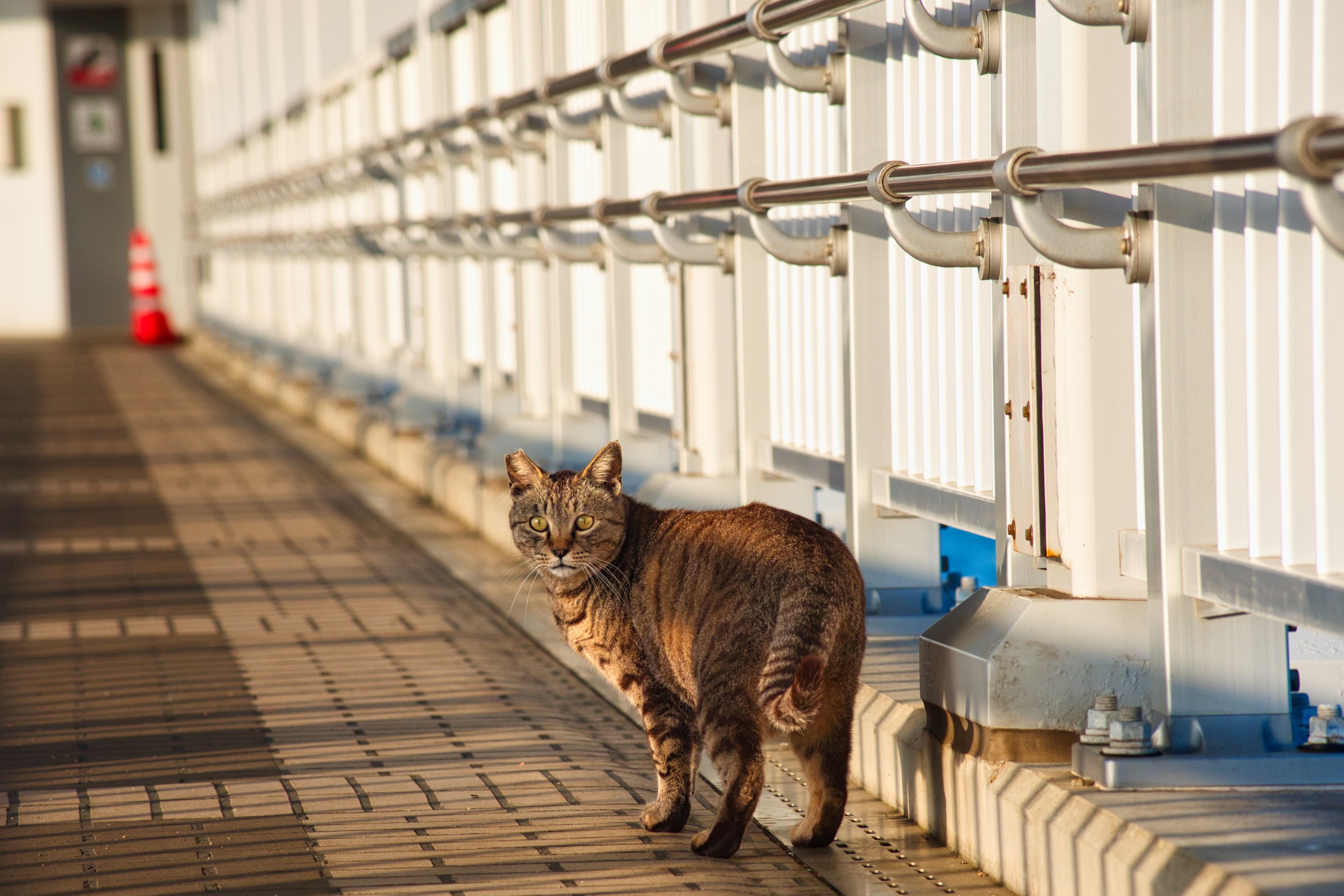 夕暮れパトロール