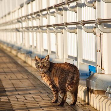 夕暮れパトロール