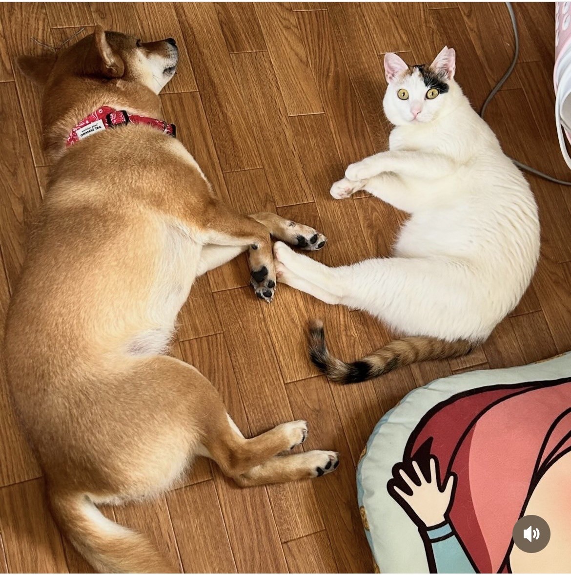 ねえ遊んでよ