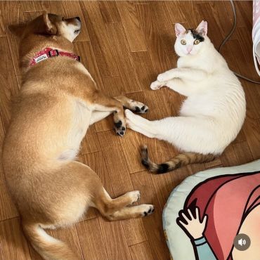 ねえ遊んでよ