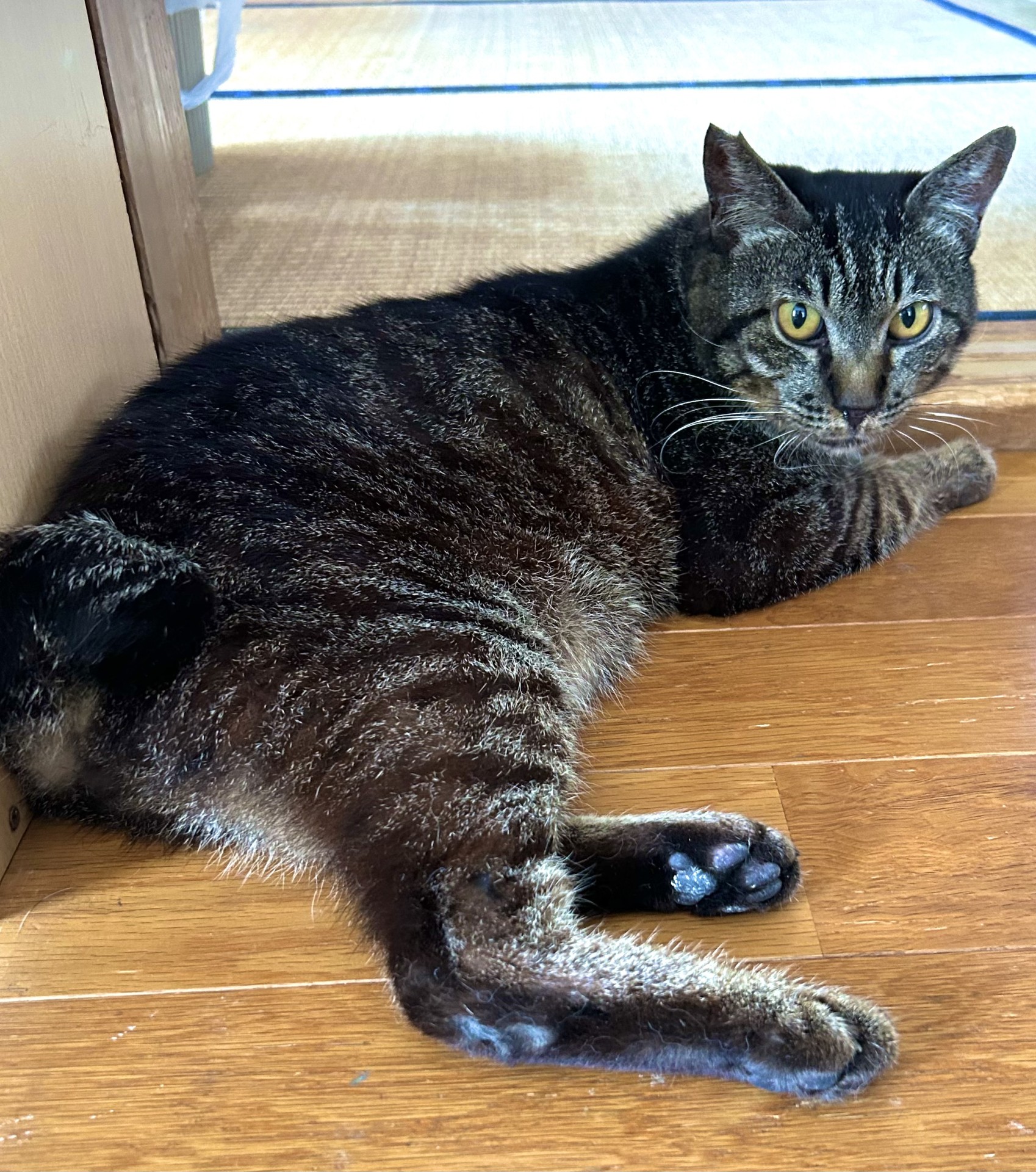看取り覚悟で家に入れた地域猫トラちゃん