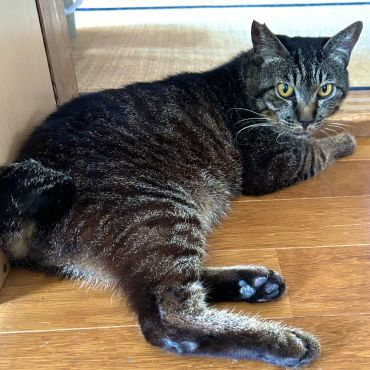 看取り覚悟で家に入れた地域猫トラちゃん