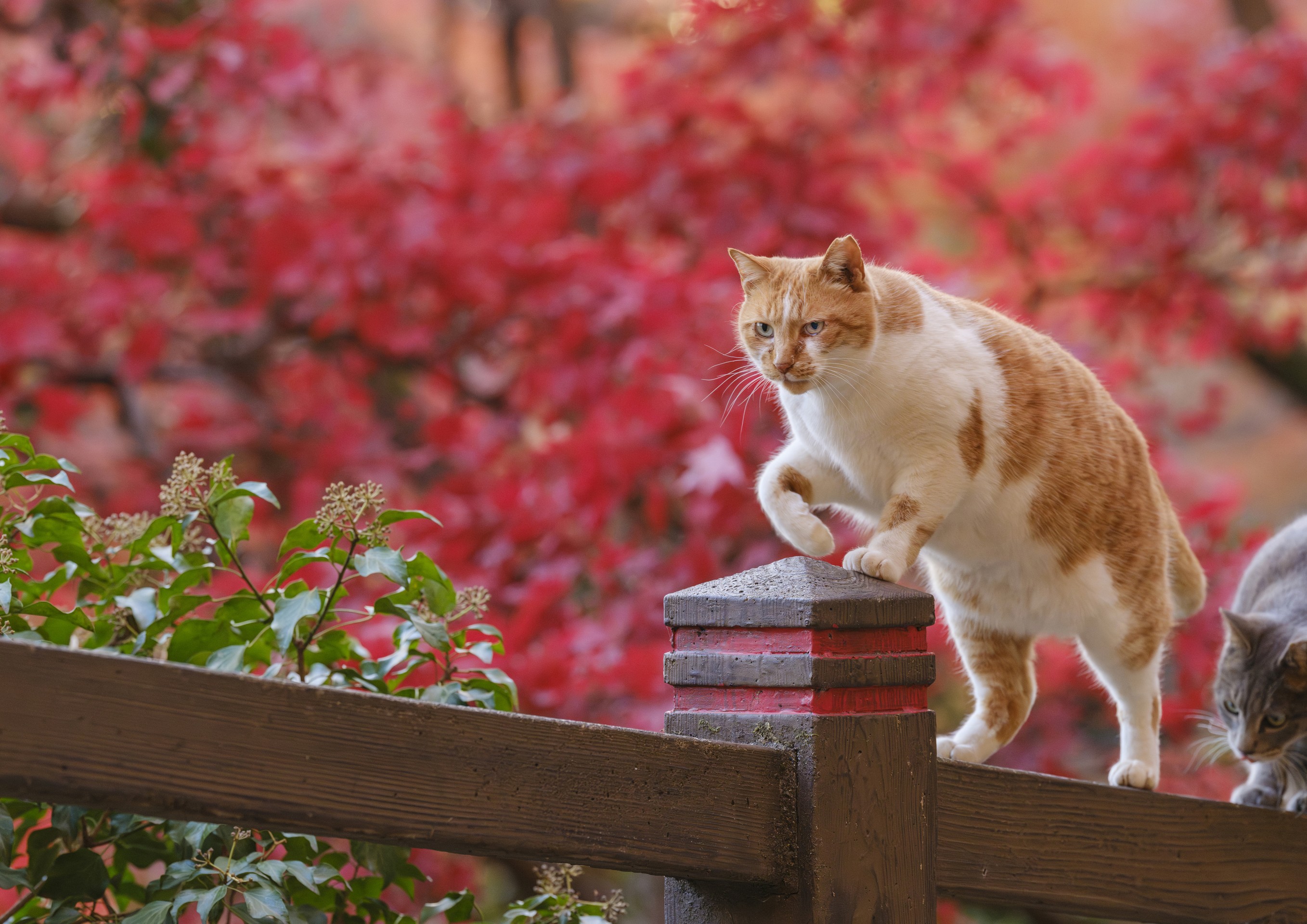 猫的紅葉狩り