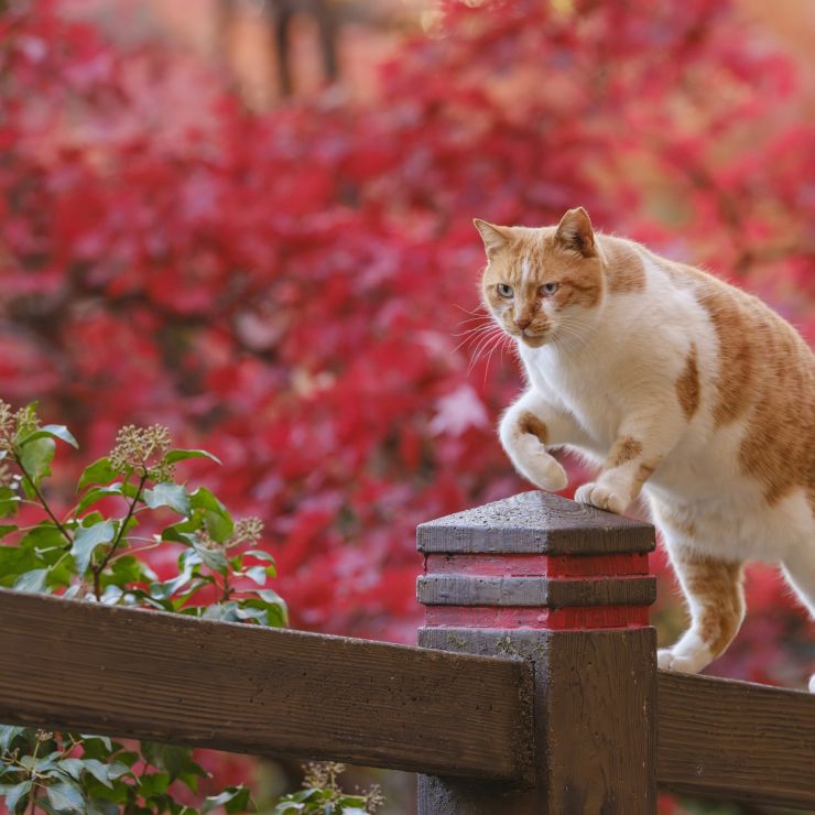 猫的紅葉狩り