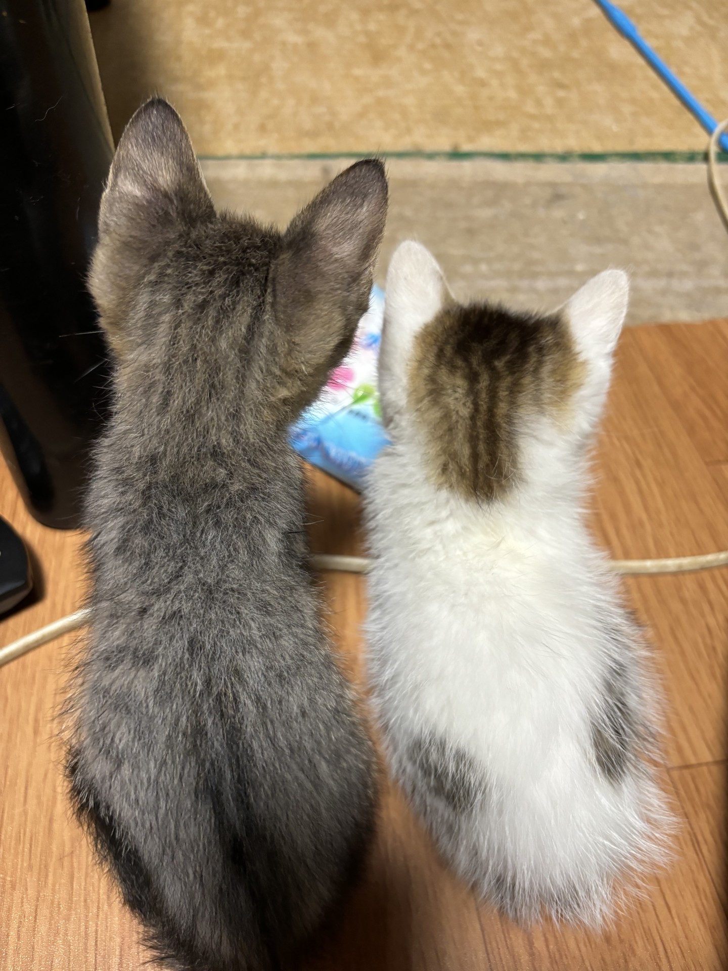 先輩と後輩