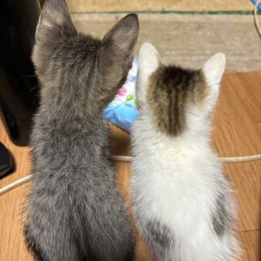 先輩と後輩