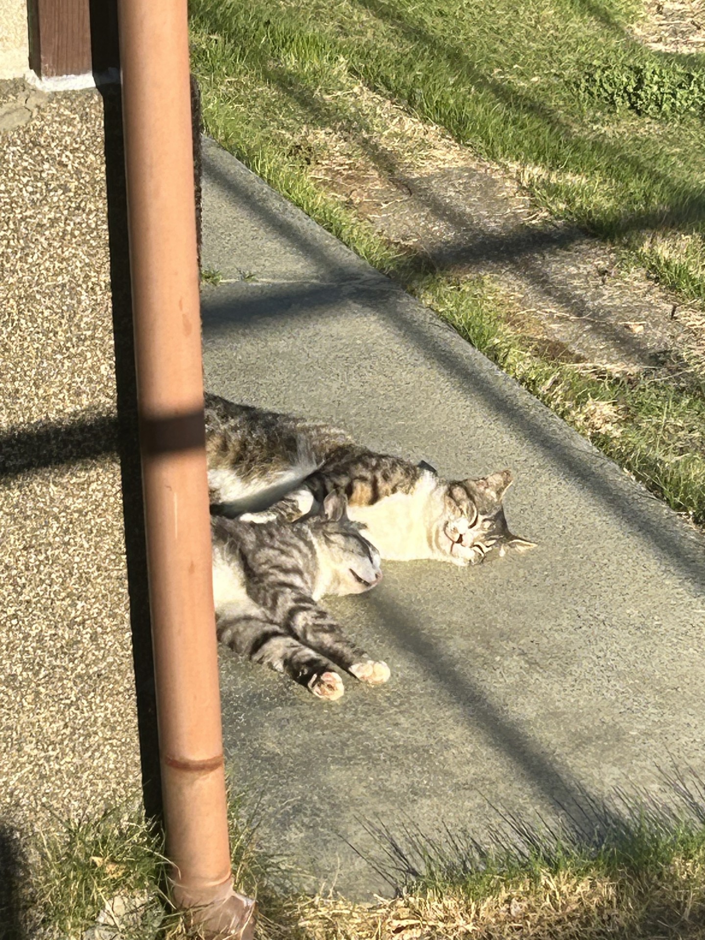 面倒をみているさくらねこ