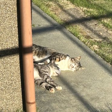 面倒をみているさくらねこ