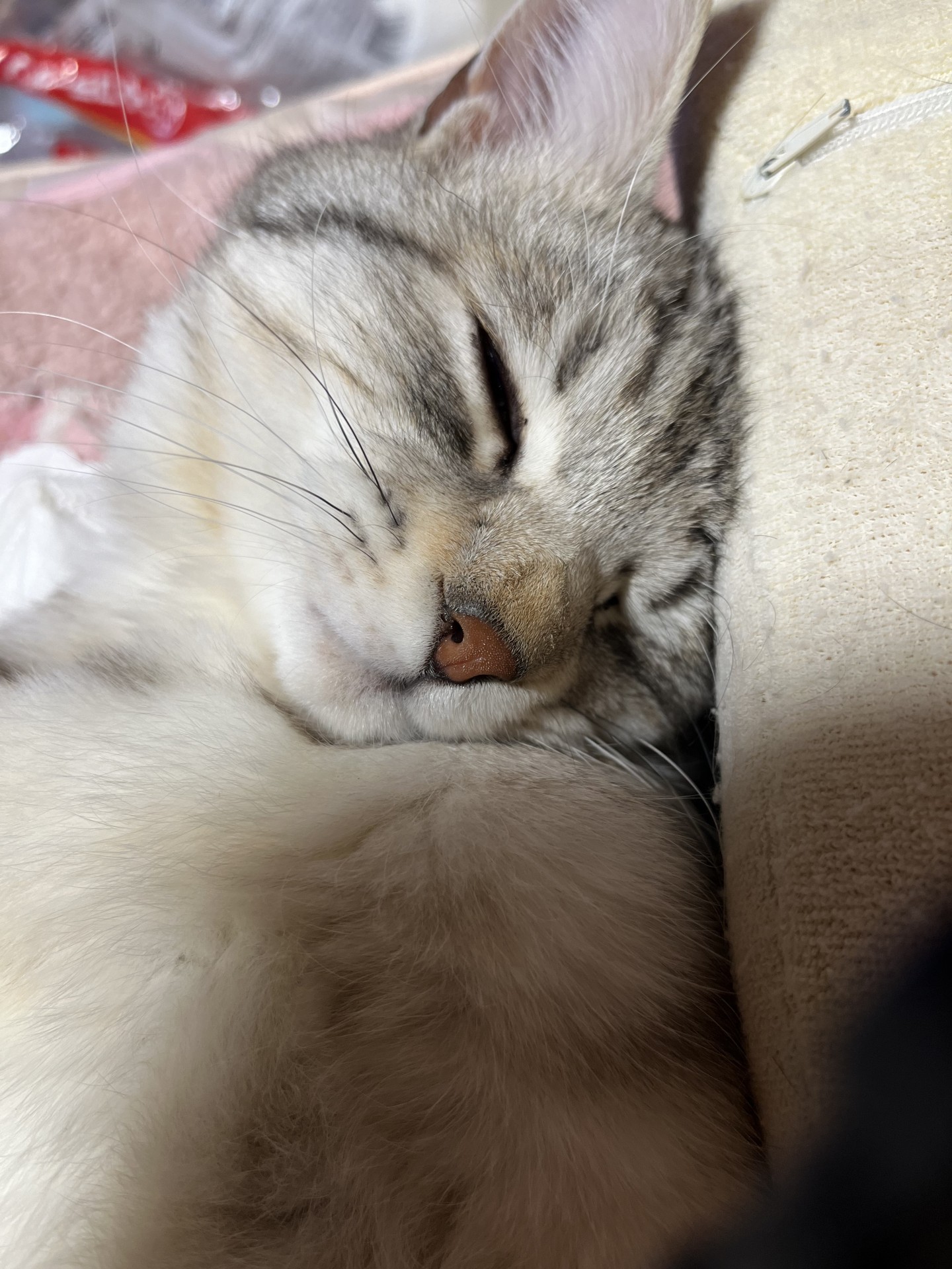 いのちつないだ、母猫と子供たち