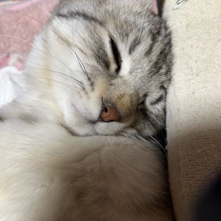 いのちつないだ、母猫と子供たち