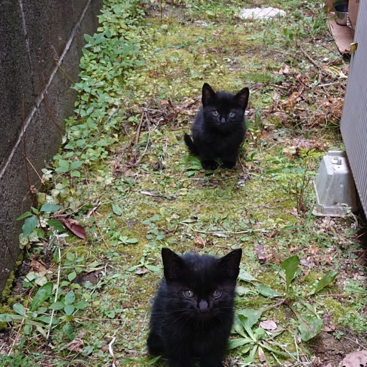 にいちゃんといもうと