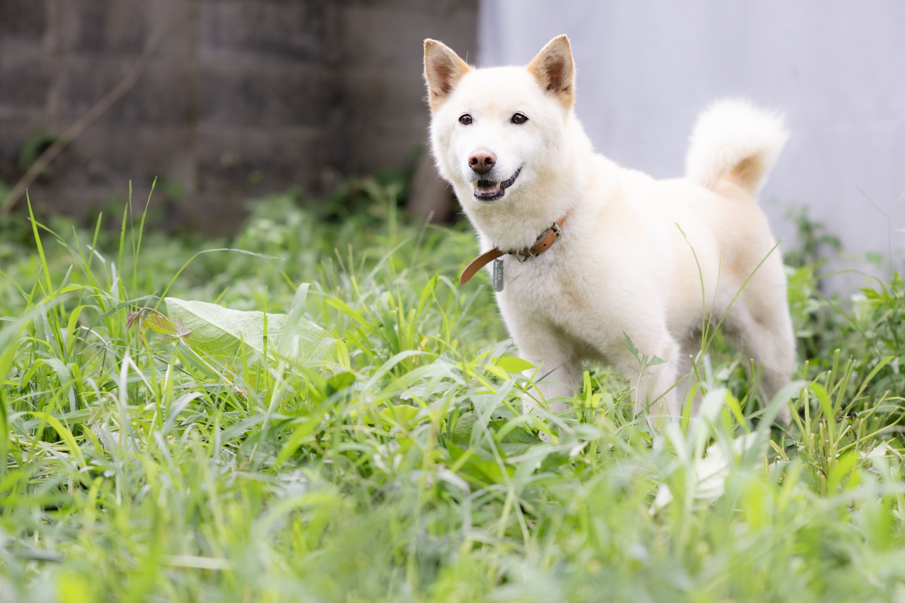 甘えん坊ミロの行先は