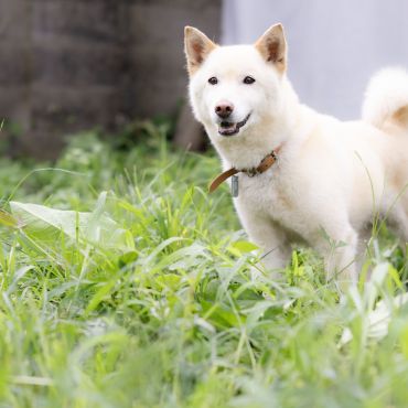 甘えん坊ミロの行先は