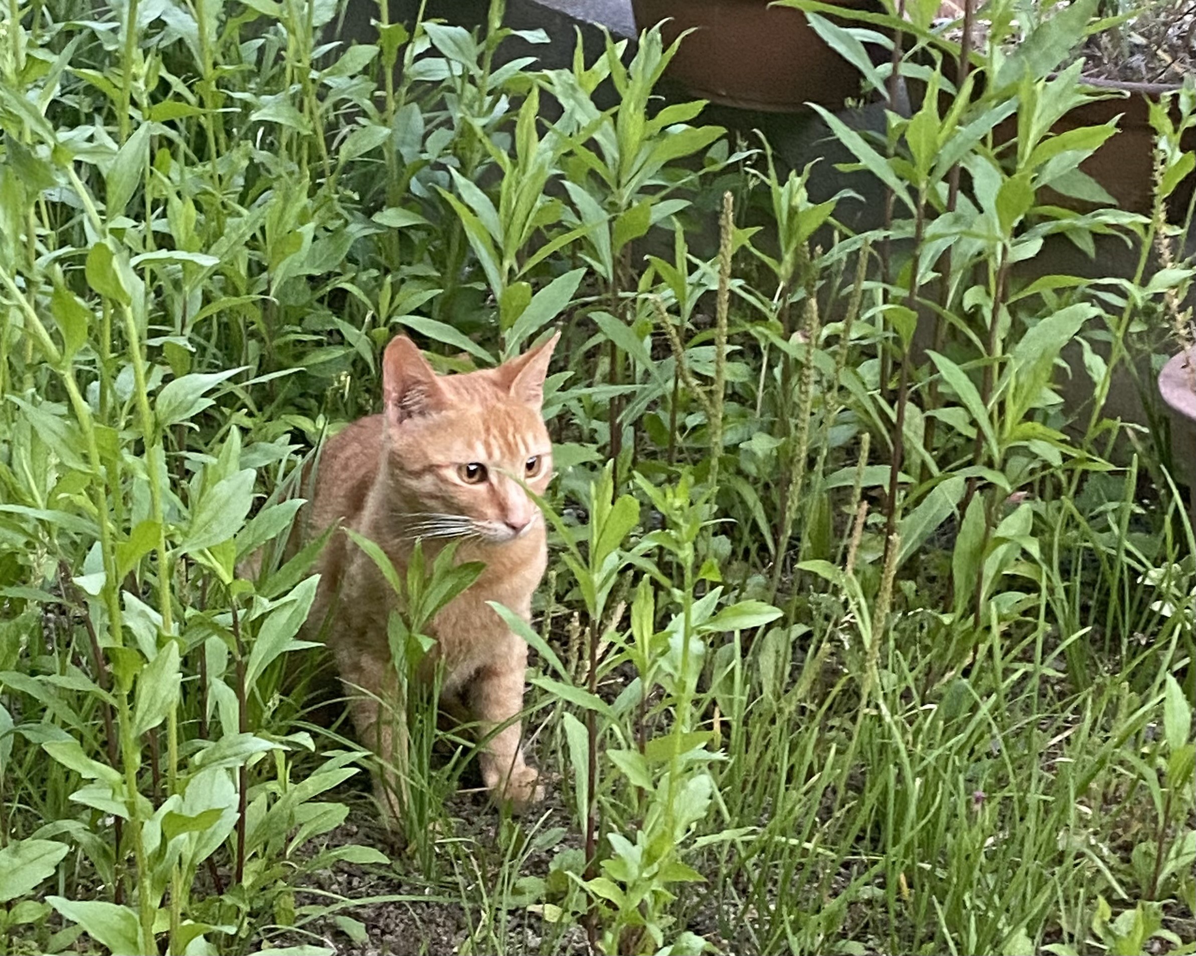 みつけた