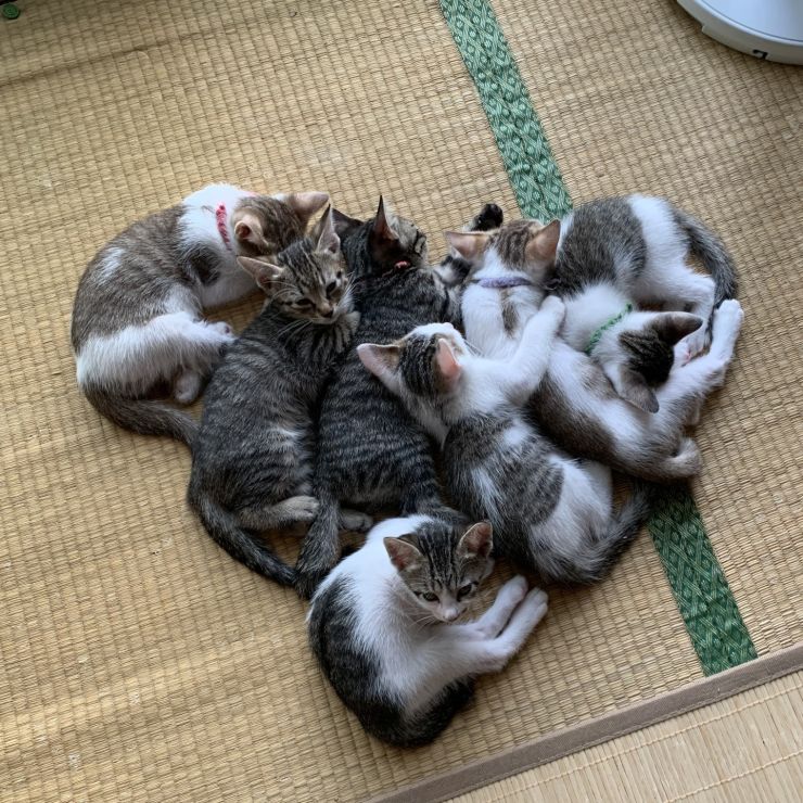 保護猫姉妹W出産仔猫ハート物語
