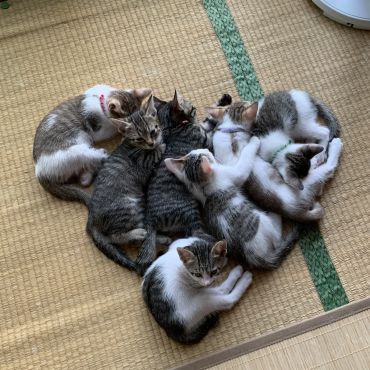 保護猫姉妹W出産仔猫ハート物語