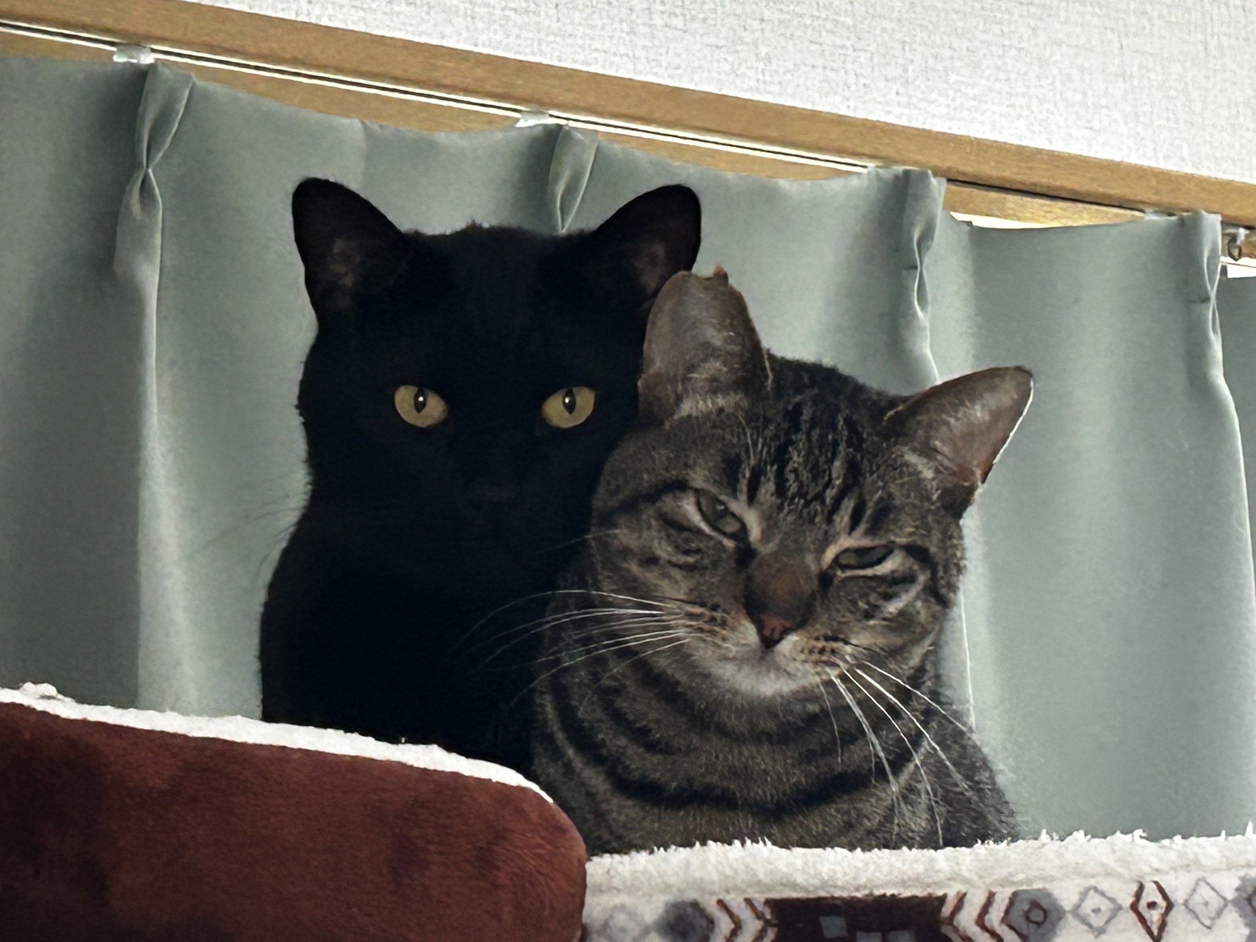 叱られて逃げた先😆