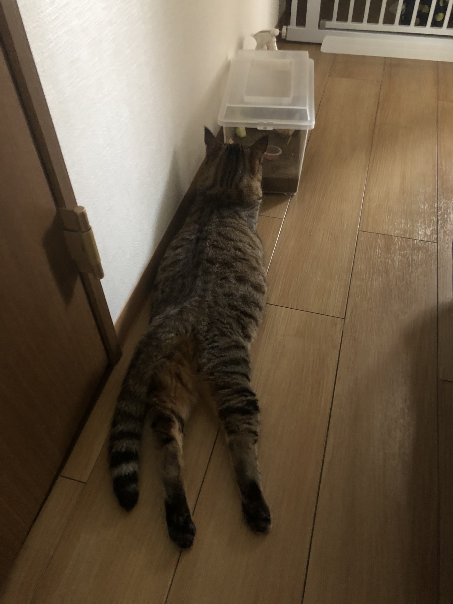 我が家の2歳児