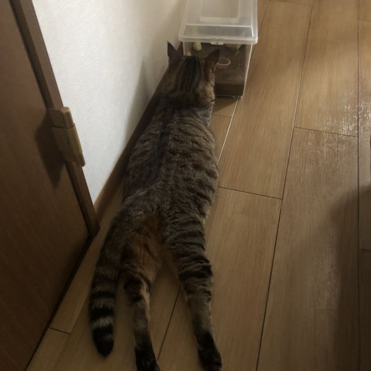 我が家の2歳児