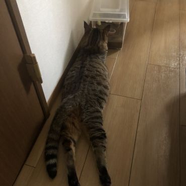 我が家の2歳児