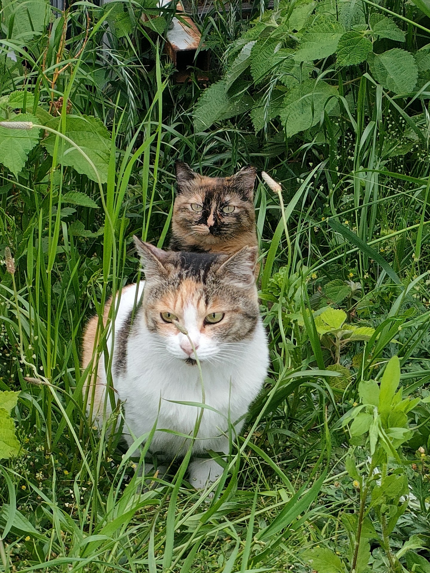 元気な猫生を願って