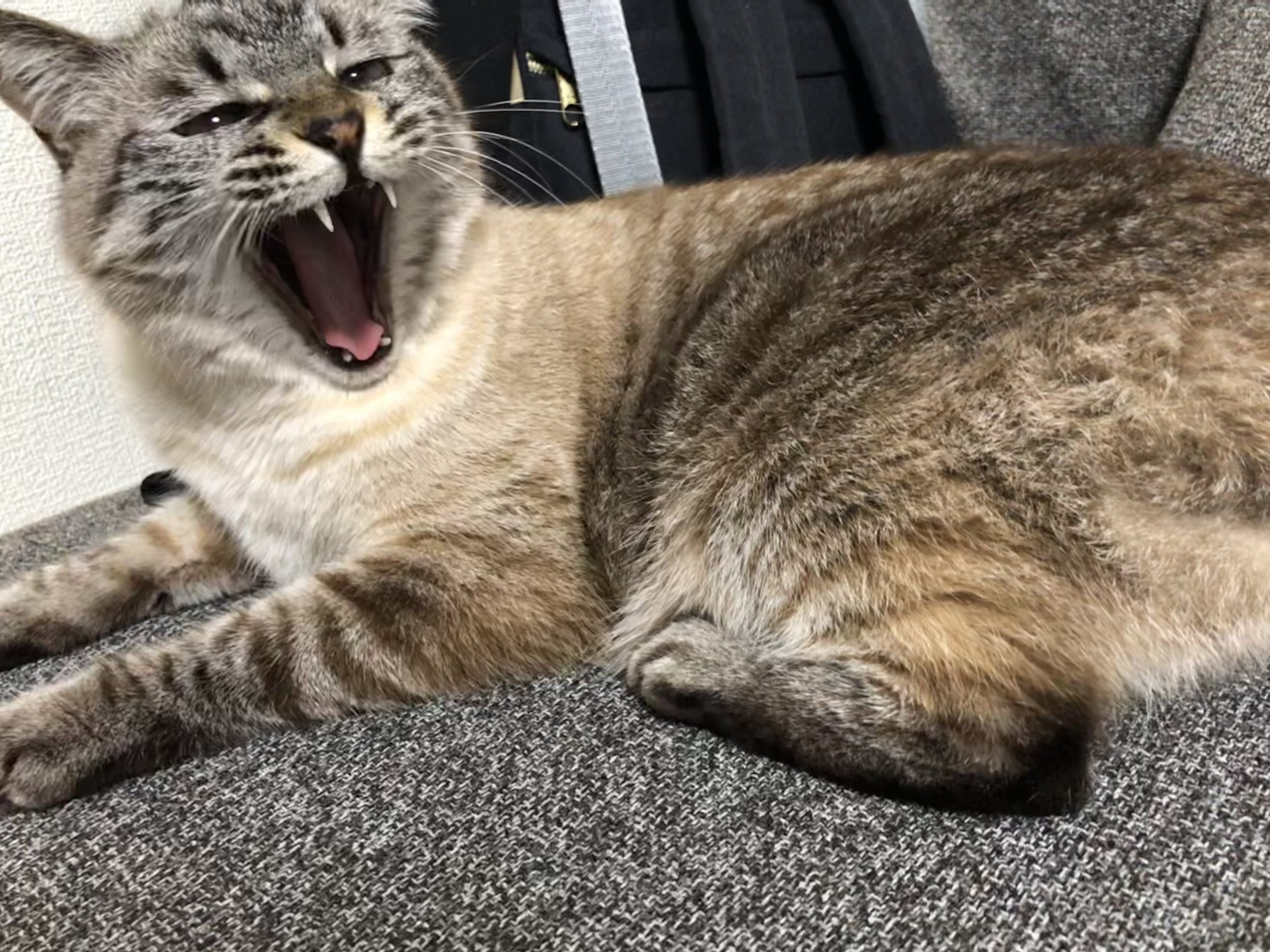 しゃ〜っっ！！