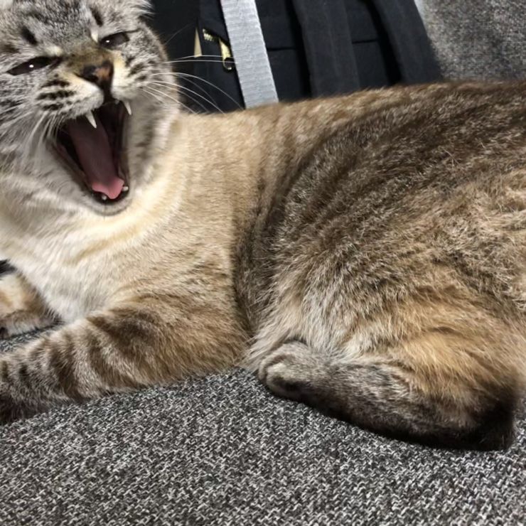 しゃ〜っっ！！