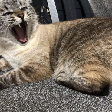 しゃ〜っっ！！