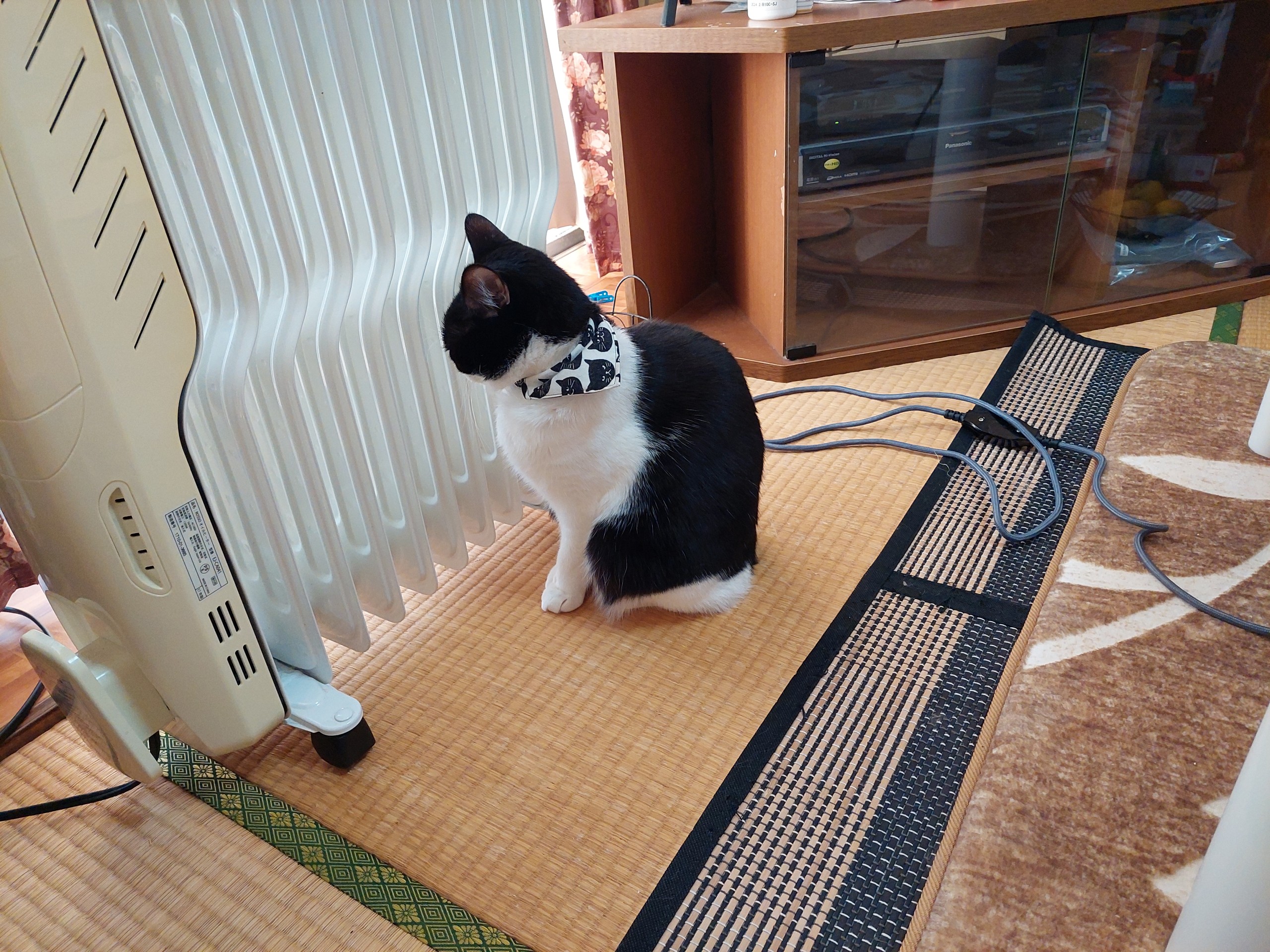 じんわり温かいにゃ～。