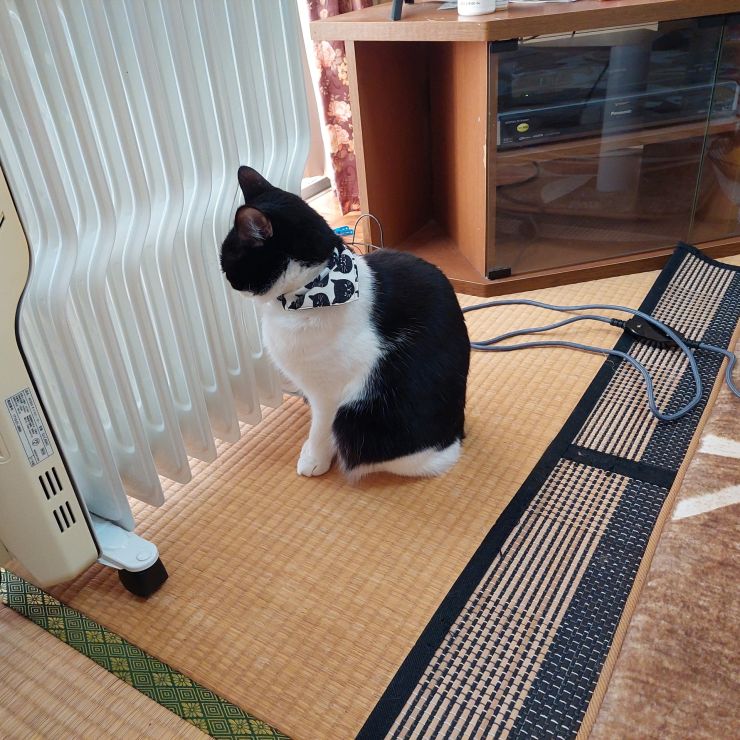 じんわり温かいにゃ～。