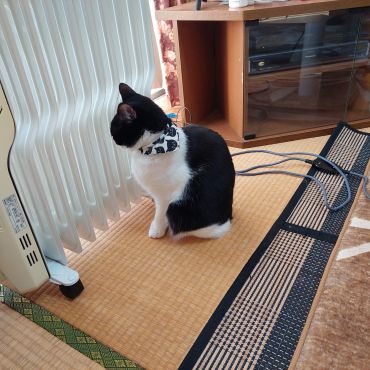 じんわり温かいにゃ～。