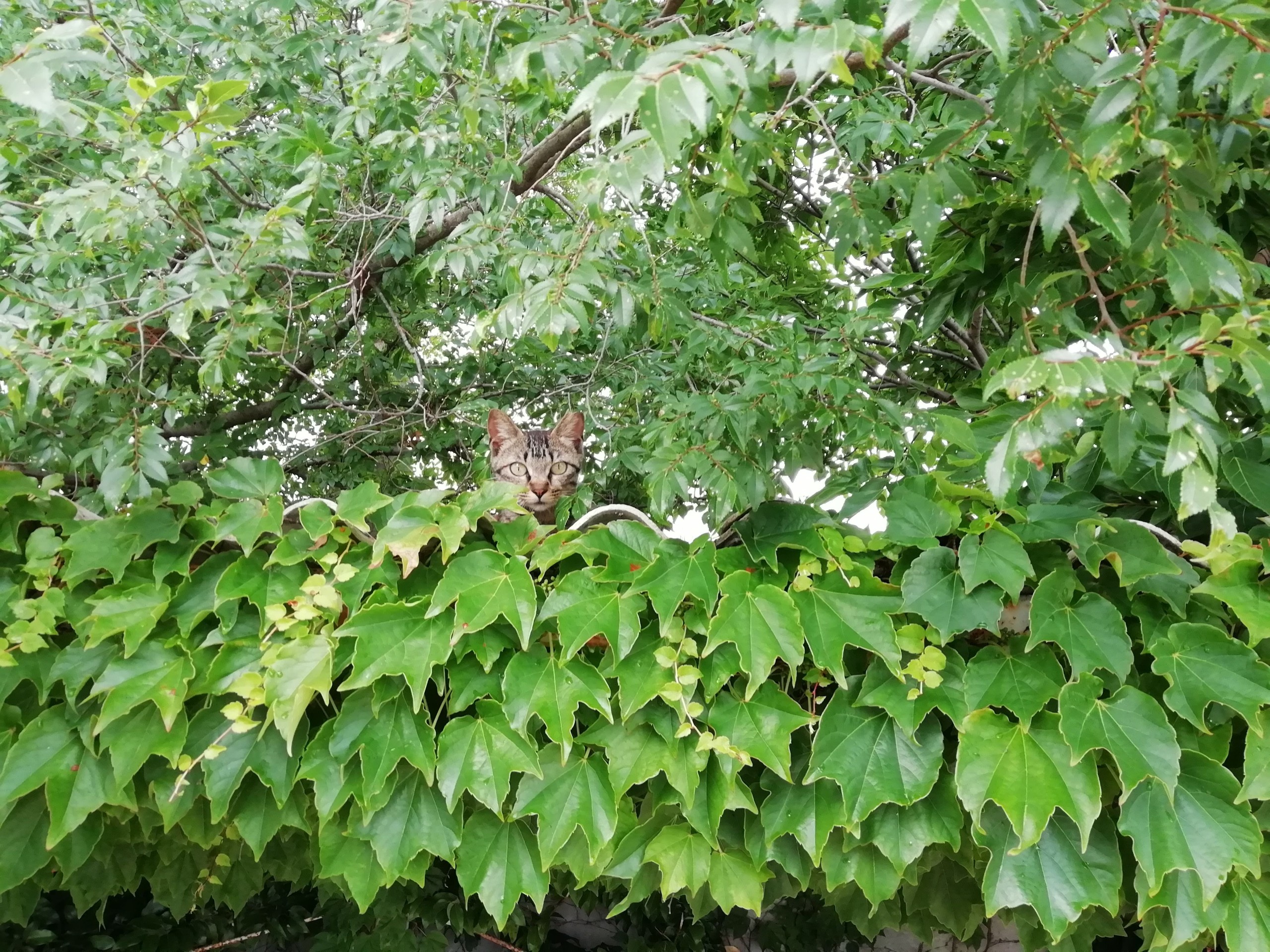 さくらねこ