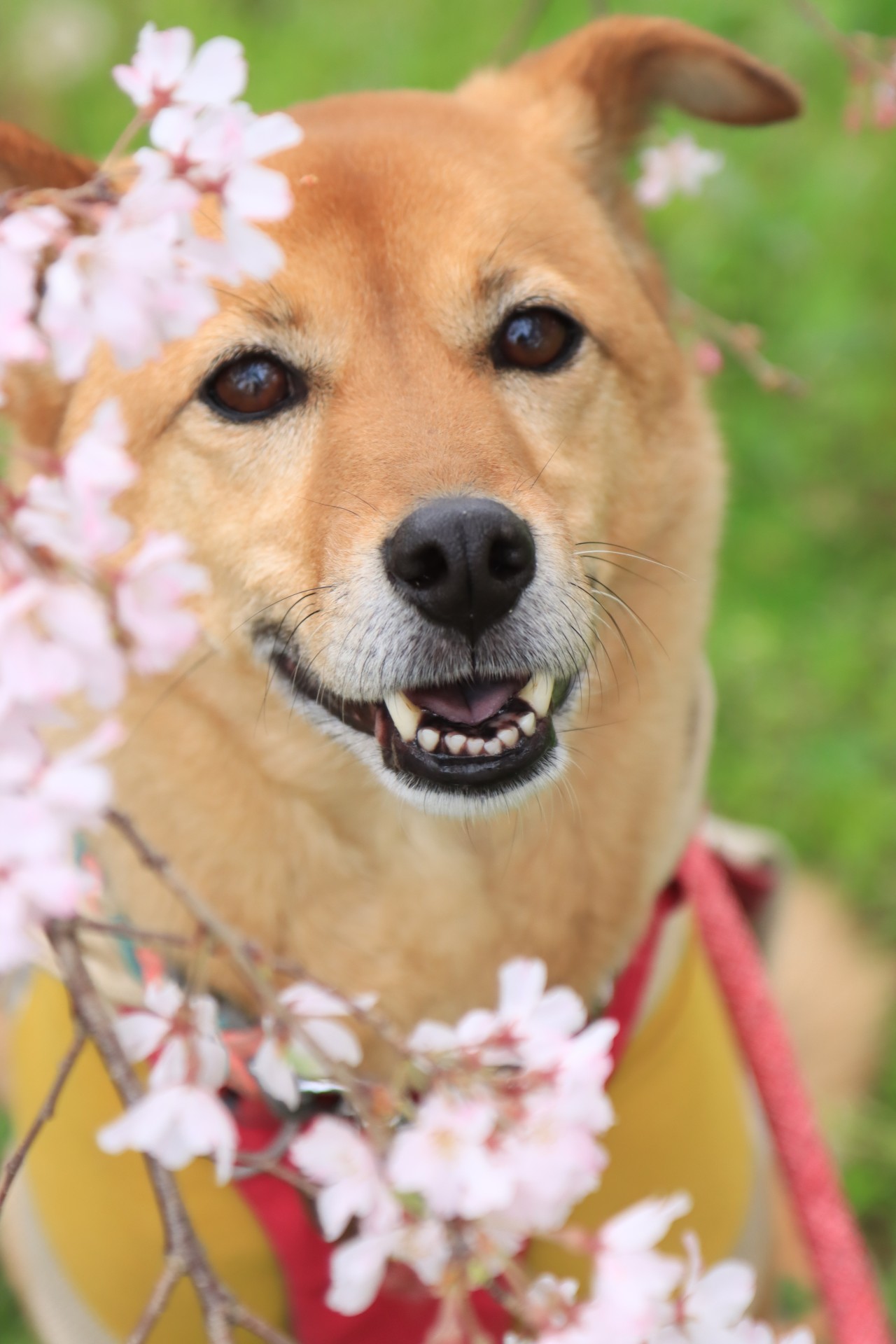桜とあずき。
