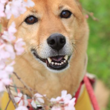 桜とあずき。