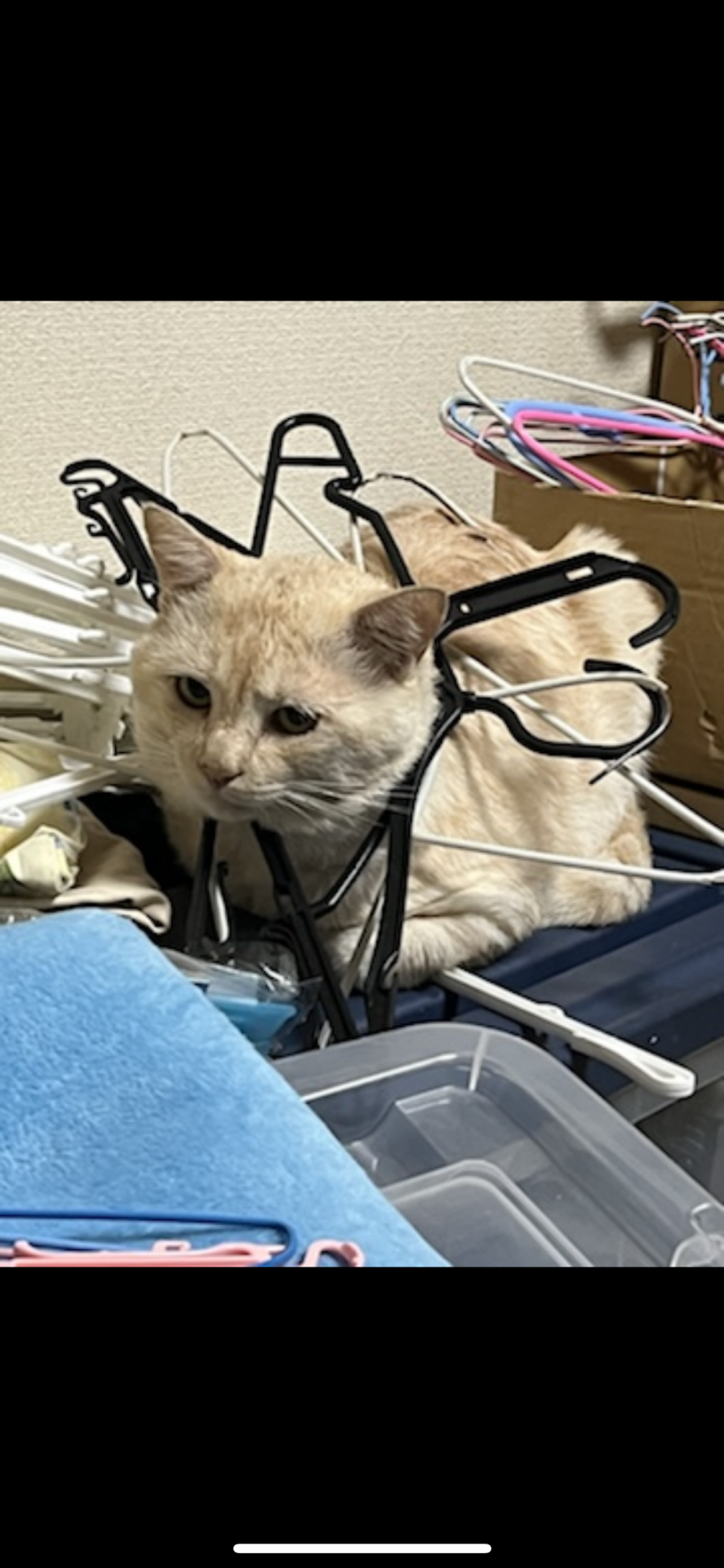 起きたらハンガーに囚われてた保護猫