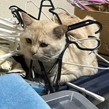 起きたらハンガーに囚われてた保護猫