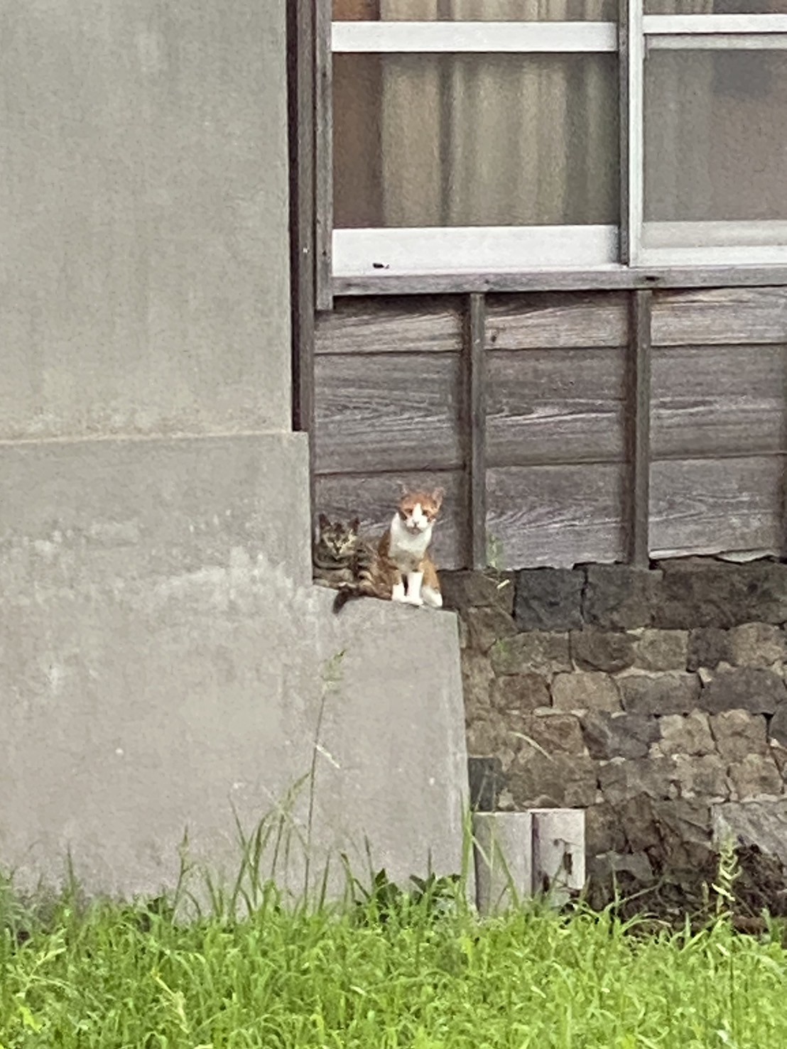 人間ウォッチ