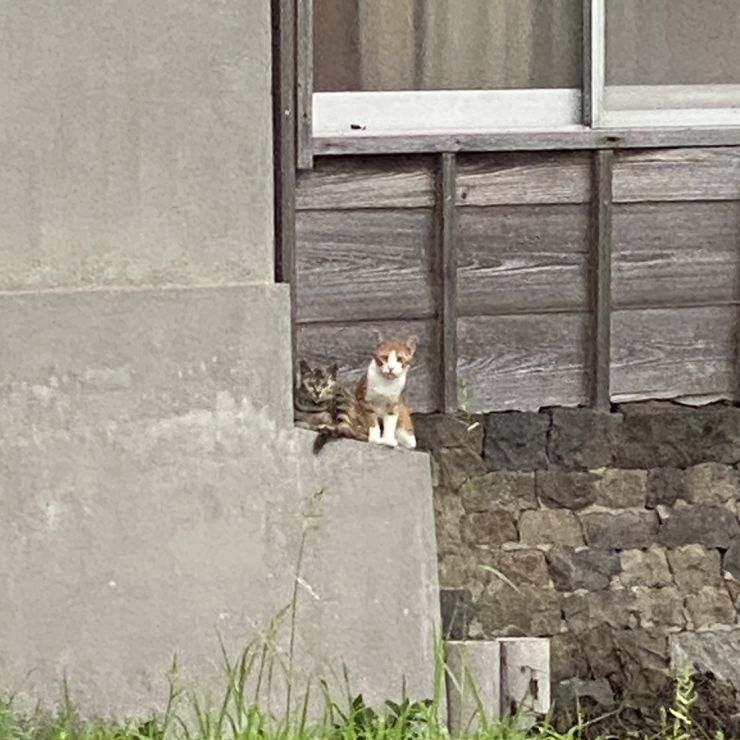 人間ウォッチ