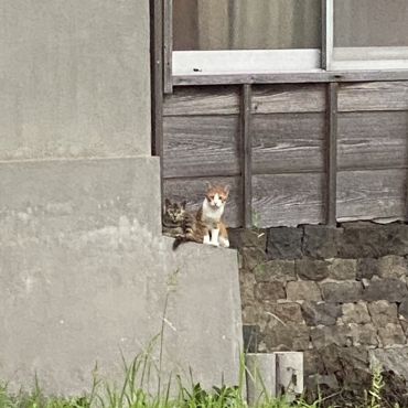 人間ウォッチ