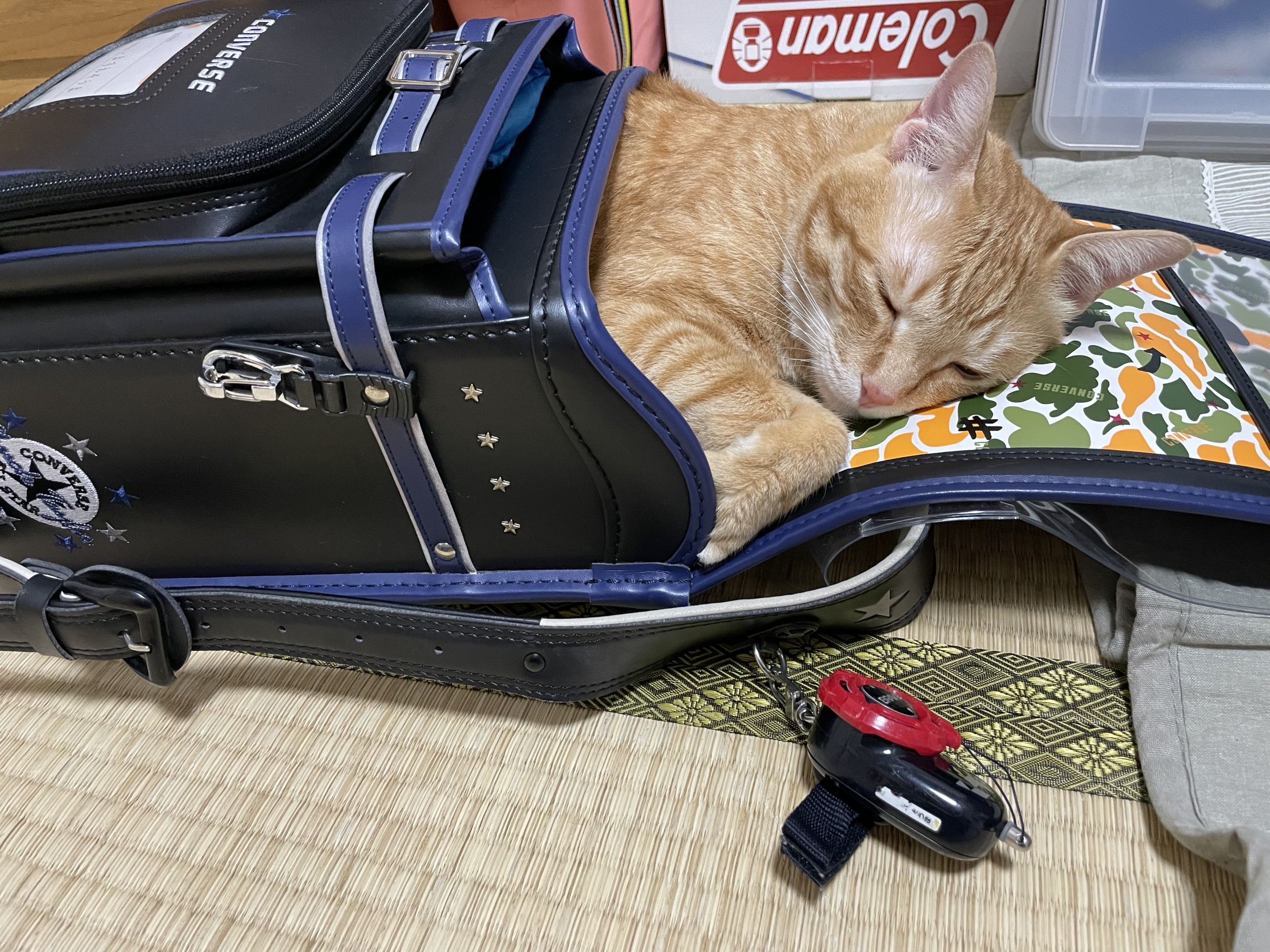 どこでも寝てるよ