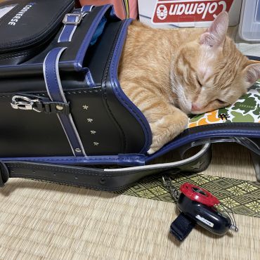 どこでも寝てるよ