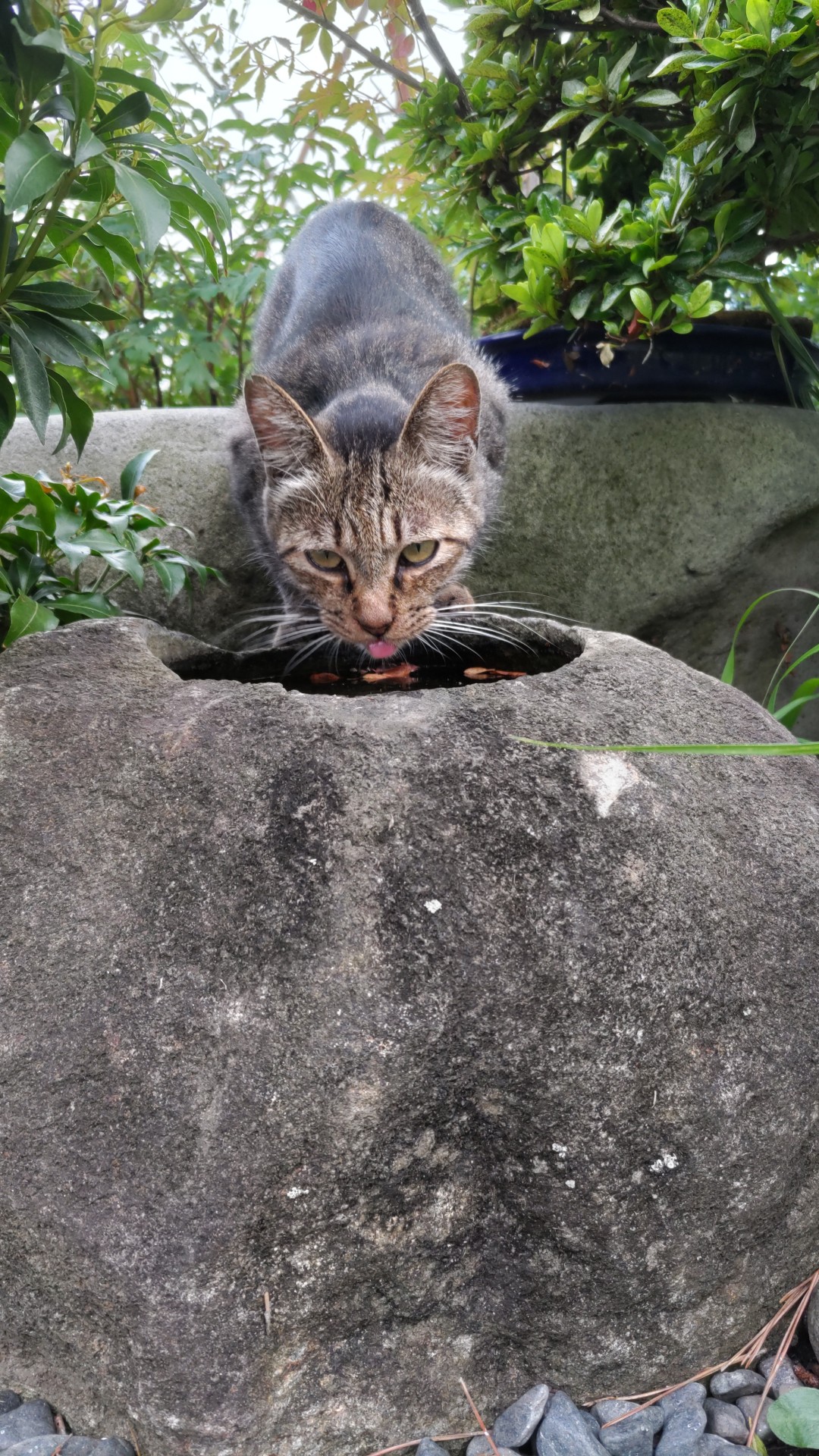 ここの水が一番だにゃん