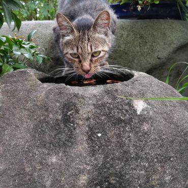 ここの水が一番だにゃん