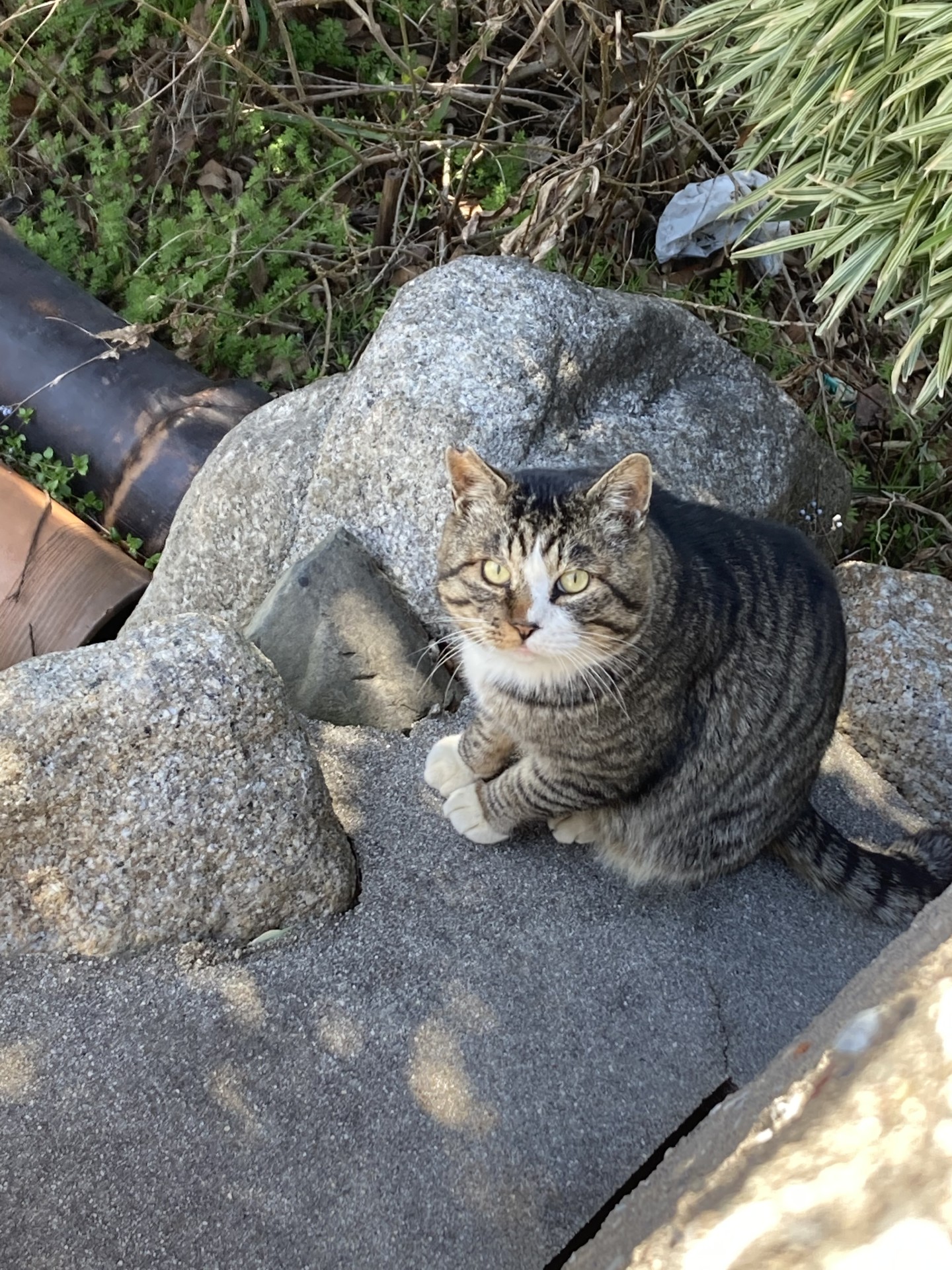 ぷくぷくフォルムの地域猫トラくん