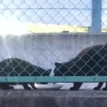 いつも一緒